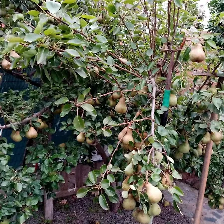 Casa Anaelia * לה אורוטבה
